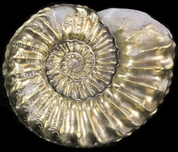 Pyritized Pleuroceras Ammonite - Germany #42741